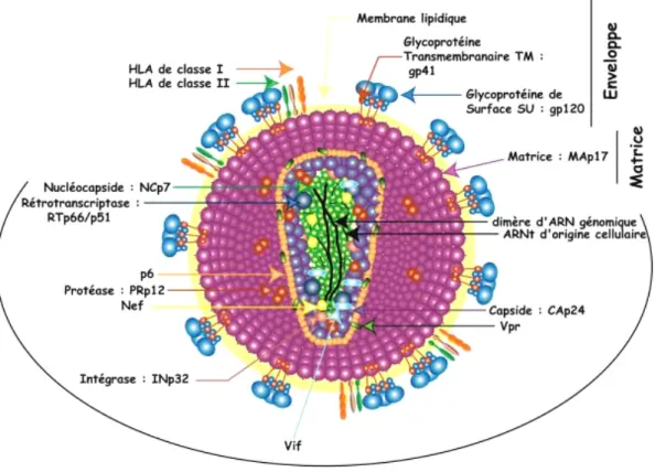 Figure 5 : Structure d’un lentivirus : exemple du VIH-1  (d’après Goldschmidt, V 2004) 