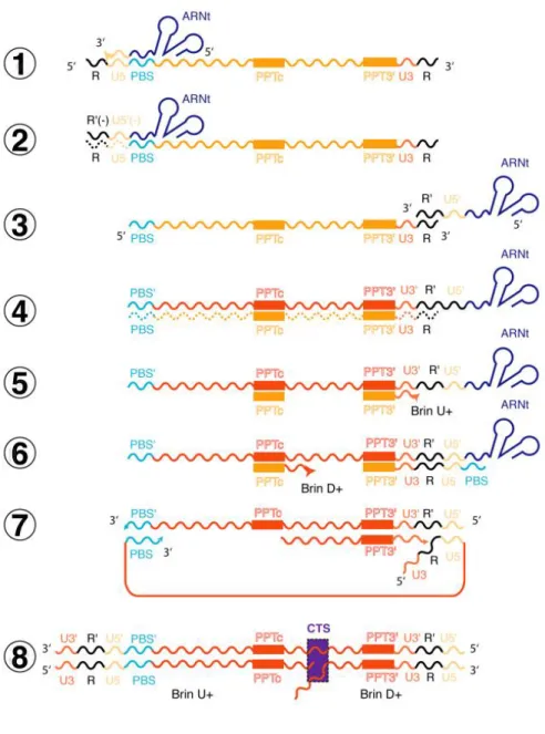 Figure 8 : Mécanisme de rétrotranscription de l’ARN génomique du VIH-1. 