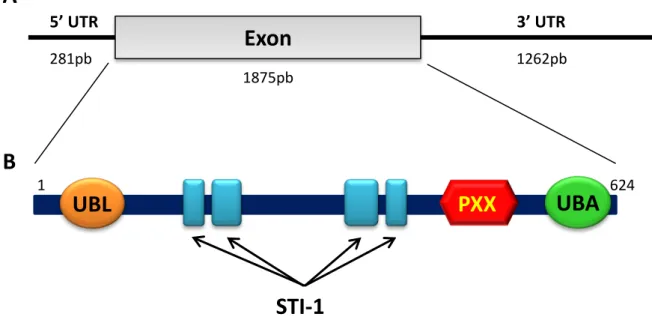 Figure 9: Représentation schématique du gène UBQLN2 et de la protéine ubiquiline 2 humaine