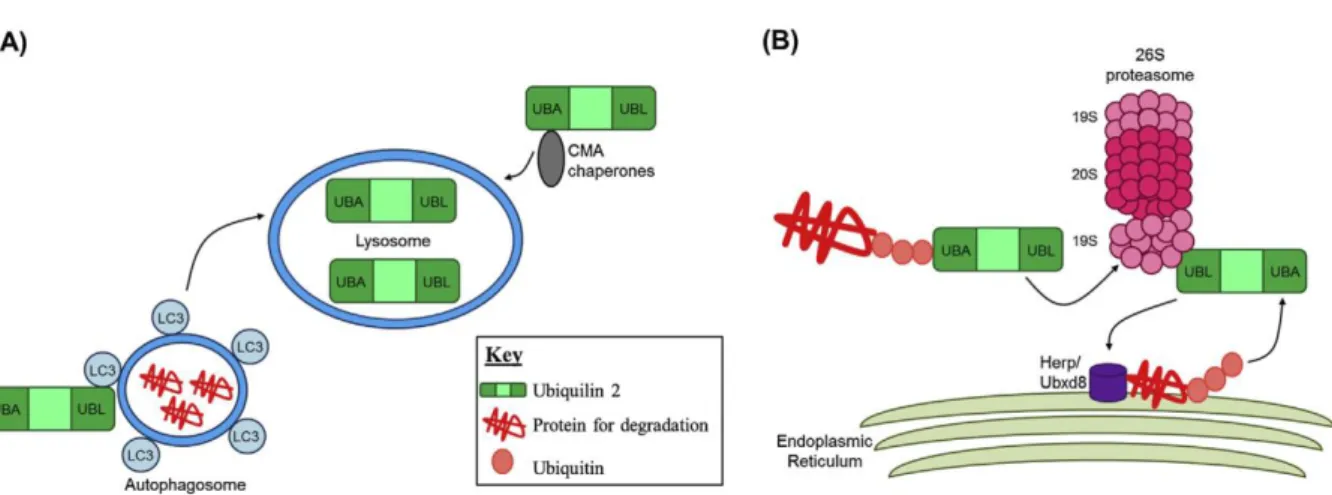 Figure 13 : Représentation schématique de l’implication de l’ubiquiline 2 dans la voie macro-autophagique et  la voie de Dégradation des protéines Associées au Réticulum Endoplasmique (DARE)