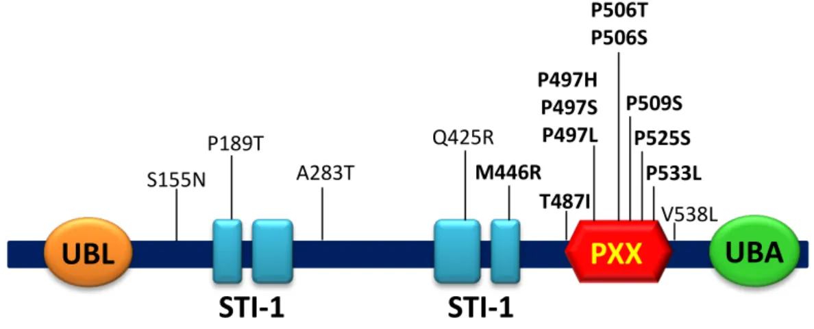 Figure 14: Schéma représentatif des mutations de l’ubiquiline 2 identifiées chez des patients atteints   de SLA avec ou sans démence