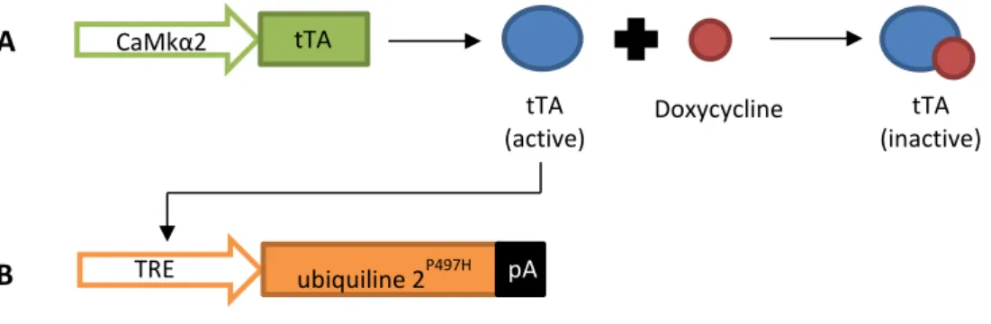 Figure 18: Représentation schématisée du contrôle de l’expression du gène codant pour l’ubiquiline 2 mutée