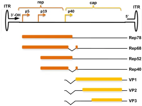 Figure 20 : L’organisation du génome de l'AAV (modifié à partir de Büning et al., 2008)