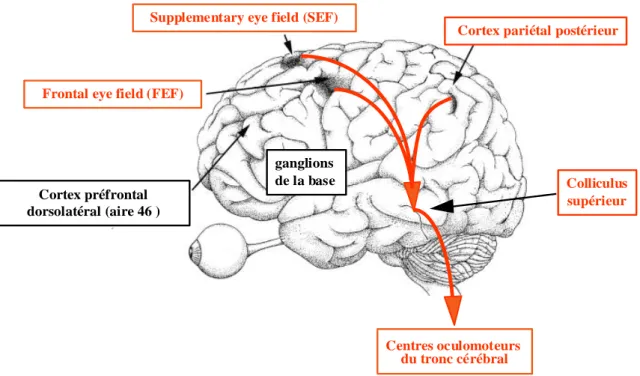 Figure 9 : Schéma du circuit neuronal impliqué dans le déclenchement d’une saccade visuellement guidée
