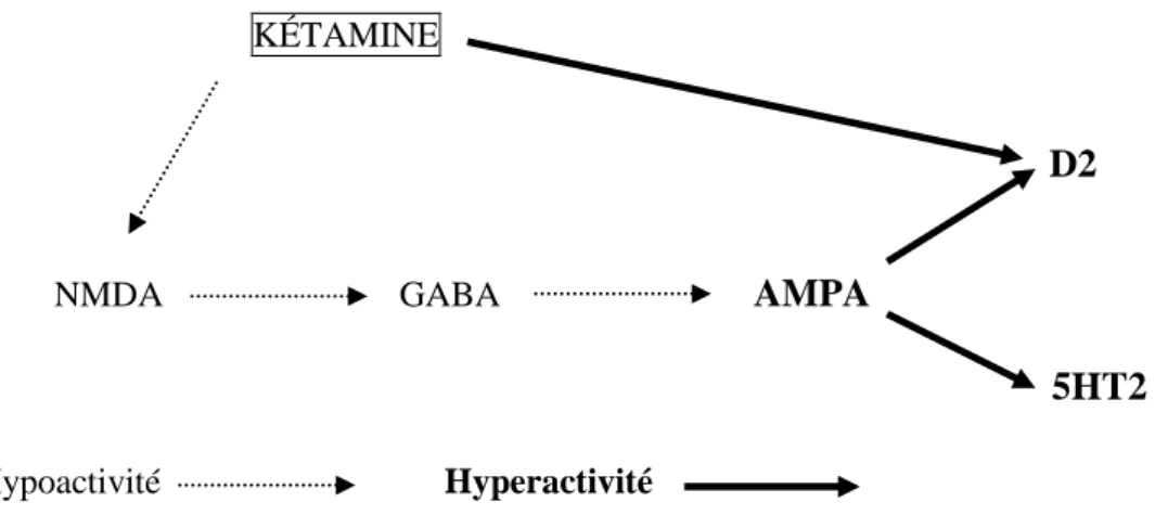 Figure 11 : Schéma récapitulatif du mode d’action pharmacologique de la kétamine. 