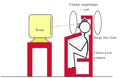 Figure  12  :  Représentation  du  dispositif  expérimental  schématisant  le  singe  placé  dans  la  chaise  la  tête  fixée dans un champ  magnétique  avec en face de lui l’écran sur lequel  les différentes tâches à effectuer  apparaissent