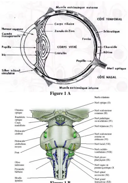 Figure 1 : Figure 1A Coupe horizontale de l’œil humain. Figure 1B représentation schématique des nerfs  moteurs oculaires au niveau du tronc cérébral 