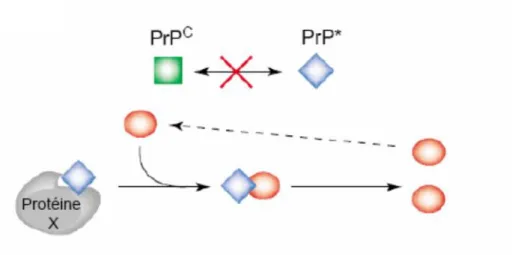 Figure 9 : Modèle autocatalytique de conversion de la PrPc en PrPsc. 