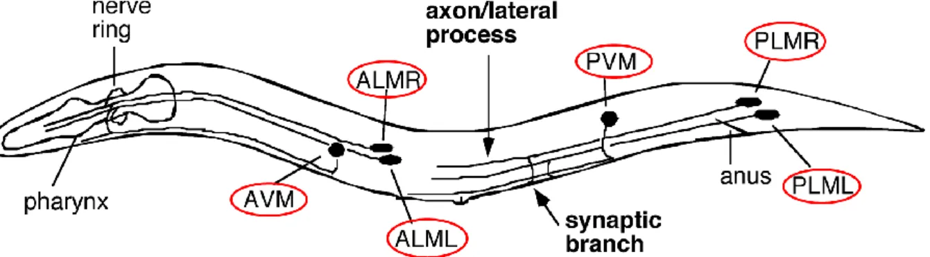 Figure 14 : Représentation schématique de l’organisation des neurones mécanosensitifs  (cerclés de rouge) chez C