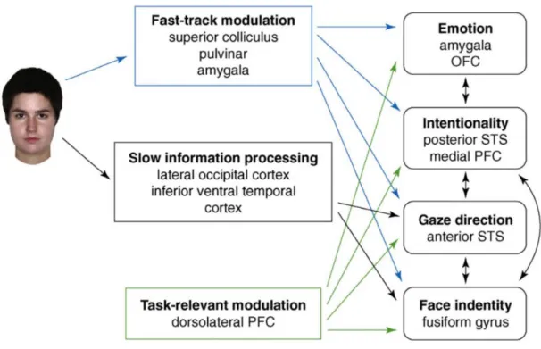 Figure 10. Le modèle du « fast-track modulator » 