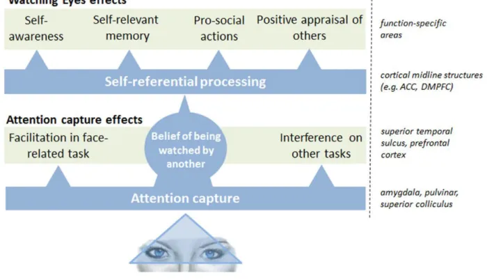 Figure 12. Le modèle de traitement du regard direct proposé par Conty, George et  Hietanen (2016) 