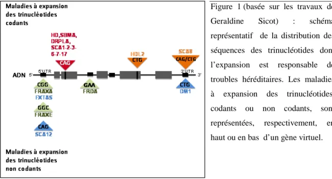 Figure  1 (basée  sur  les  travaux  de  Geraldine  Sicot)  :  schéma  représentatif    de  la  distribution  des  séquences  des  trinucléotides  dont  l’expansion  est  responsable  de  troubles  héréditaires