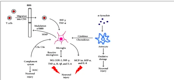 Figure  10  (d’après  More  SV  et  al.,  2013)  : les  cellules  microgliales  et  astrogliales,  activées  au  cours de  la pathogénie de la MP en réponse à différents stimulis proinflammatoires, y compris  l’-synucléine (Zhang W et al., 2005) produisen