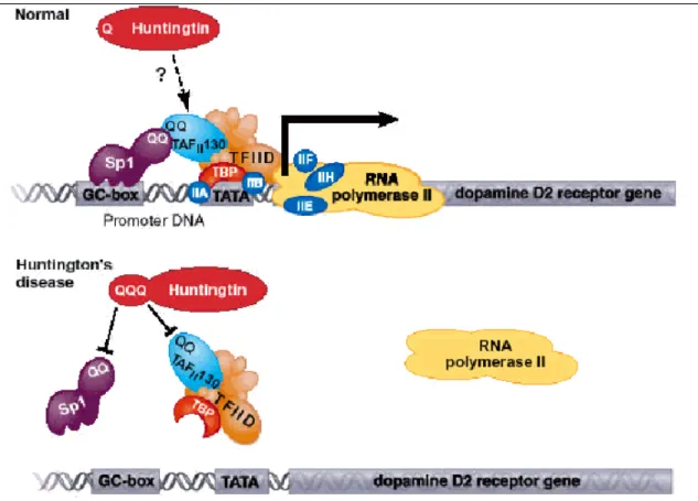 Figure  12 (figure  de  la  Cornell  University)  :  la  HTT  sauvage  pourrait  jouer  un  rôle  de  protéine  de  plateforme  en  permettant  à  Sp1  et  à  TAF4  de  se  fixer  aux  promoteurs  et  ainsi  d’agir  positivement  sur  la  régulation  des  