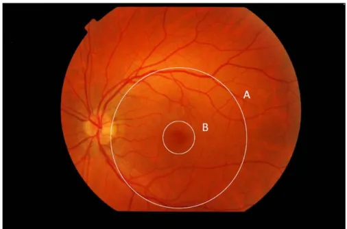 Figure  1.  Photographie  de  la  rétine  d’un  sujet  sain,  et  limites  anatomiques  des  principales  régions  rétiniennes postérieures (Centre d’Investigation Clinique du Centre Hospitalier National d’Ophtalmologie  des Quinze-Vingts)