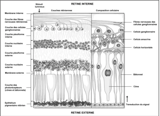 Figure  2.  Couches  cellulaires  de  la  rétine  (adapté  de  Saidha  et  al.  2010)