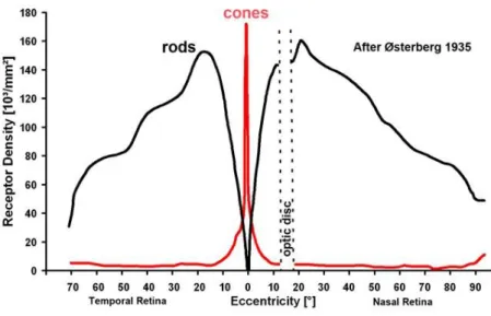 Figure  3.  Répartition  des  cônes  et  des  bâtonnets,  le  long  du  méridien  horizontal  de  la  rétine  (Selon  Osterberg 1935; adapté de Kolb 2013)