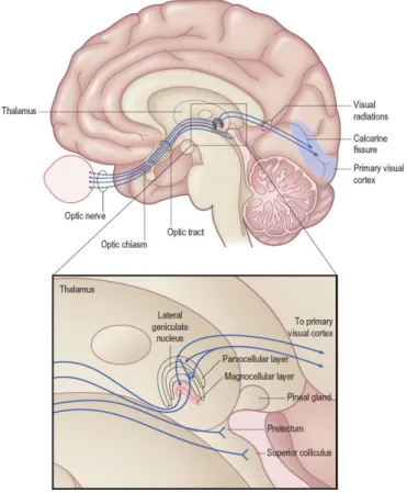 Figure 4. Afférences thalamo-corticales (Kandel et al. 2000). Après avoir reçu par le nerf optique plus de  90% des afférences des cellules ganglionnaires via le nerf optique, le corps genouillé  latéral du thalamus  (« lateral  geniculate  nucleus »)  tra