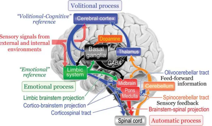 Figure 1 : Schématisation des systèmes moteurs impliqués dans le contrôle de la marche   Aspects automatiques, volitionnels et émotionnels (Takakusaki, 2013)