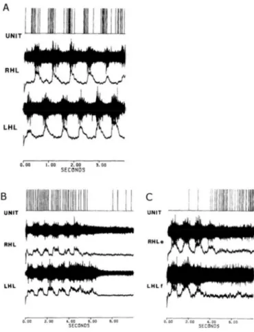 Figure 4 : Enregistrements neuronaux de la MLR du chat en locomotion fictive spontanée  A : Neurone ayant une activité phasique à la même fréquence que le cycle locomoteur