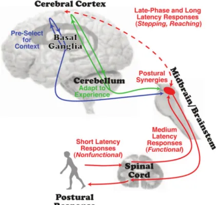 Figure 10 : Boucles impliquant le cortex dans le contrôle postural  Figure issue de (Jacobs and Horak, 2007a)