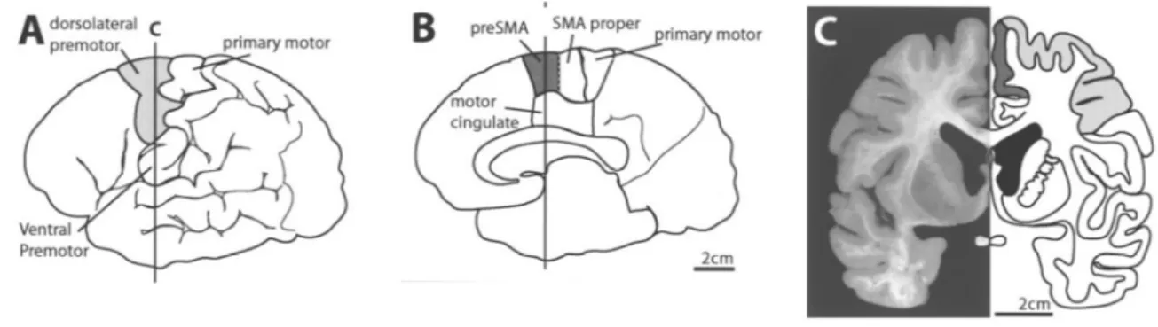 Figure 11 : Anatomie du cortex prémoteur et moteur supplémentaire 