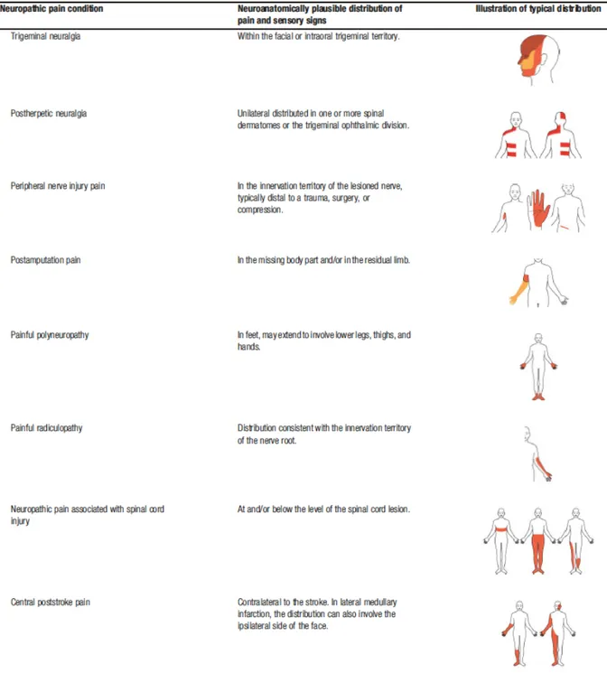 Figure  i-3.  Distribution  neuro-anatomique  usuelle  des  signes  et  symptômes  observés  dans  les  pathologies  douloureuses neuropathiques les plus fréquentes (d’après Finnerup et al., 2016)