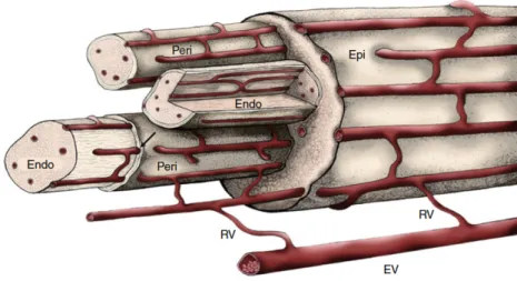 Figure  I-5.  Vascularisation  du  nerf  périphérique.  Vue  schématique  de  la  vascularisation  (artèrielle)  des  différentes couches du nerf (d’après Mizisin et Weerasuriya, 2011)