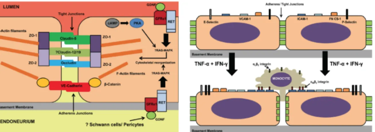Figure I-7. Composition protéique des jonctions serrées de la Barrière Hémato-Nerveuse (BHN) et rôle dans  le transport paracellulaire