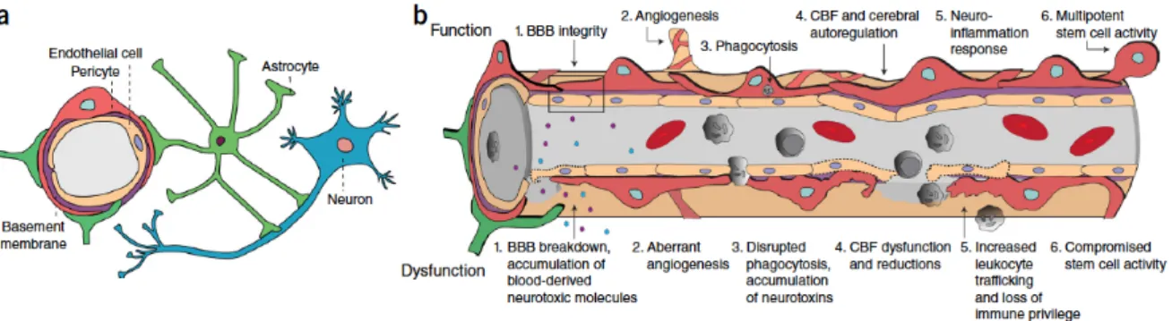 Figure  I-8.  Rôle  des  péricytes  dans  les  unités  neuro-vasculaires  du  Système  Nerveux  Central  (SNC)