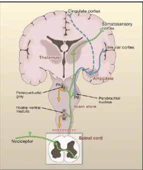 Figure  I-10. Anatomie  topographique  des  principales  voies  nociceptives.  Les  voies  ascendantes  activatrices 
