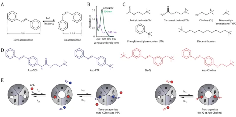 Figure 3. Photo-pharmacologie des nAChR. (A) Structures chimiques des azobenzènes trans et cis