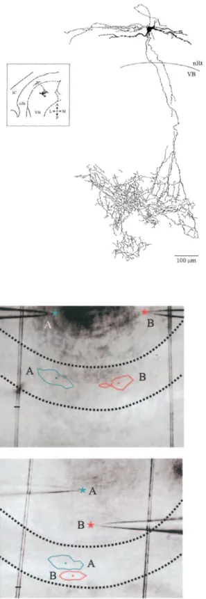 Figure 12 : Anatomie des projections des  neurones du NRT sur le VB 
