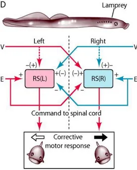 Figure 2 : Réseaux posturaux dans le système de roulis chez la lamproie.