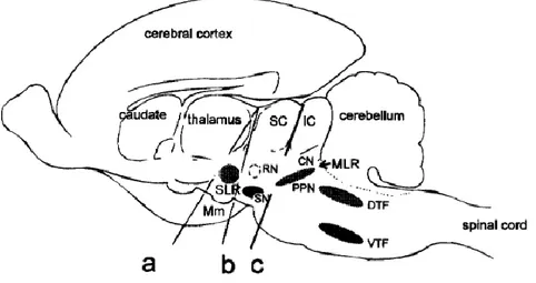 Figure 6 : Coupe sagittale du tronc cérébral du chat montrant la position de la RLM (NPP et NC)