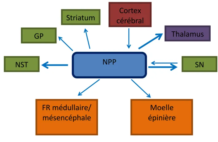 Figure 7 : Afférences et efférences du NPP. 
