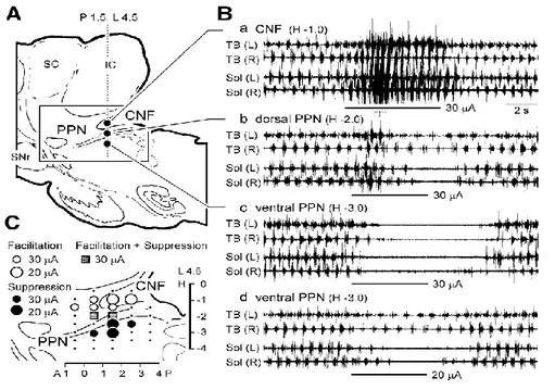 Figure 8 : Effets de stimulus mésencéphaliques sur la locomotion spontanée chez un chat décérébré  précolliculaire-prémamillaire
