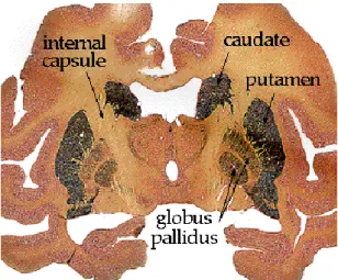 Figure 11 : Coupe coronale des ganglions de la base chez le singe. 