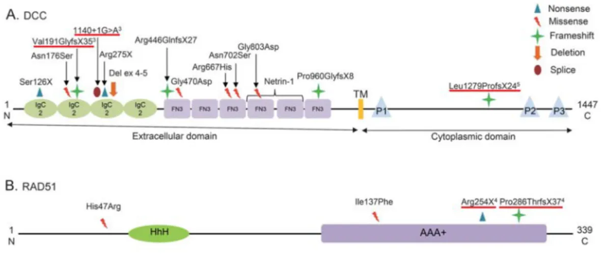 Figure  1.  Mutations  et  variants  répertoriés  dans  les  gènes  DCC  et  RAD51  chez  des  patients  atteints  de  MMC