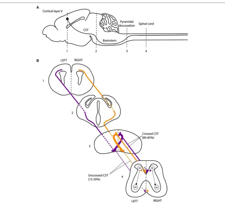FIGURE 2 | The corticospinal tract forms a crossed motor system in mice. (A) Sagittal view of the mouse central nervous system and corticospinal tract (CST)