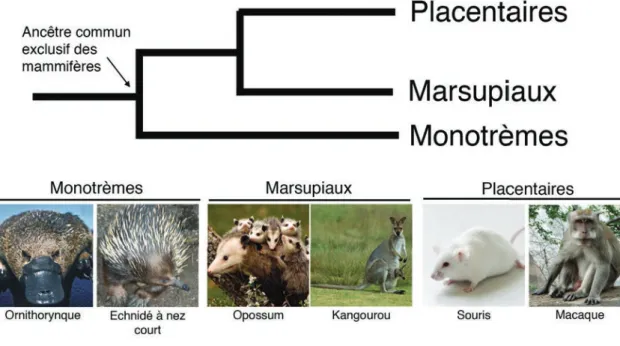 Figure 4. Phylogénie des mammifères. Les espèces de mammifères sont caractérisées par  l’allaitement des jeunes