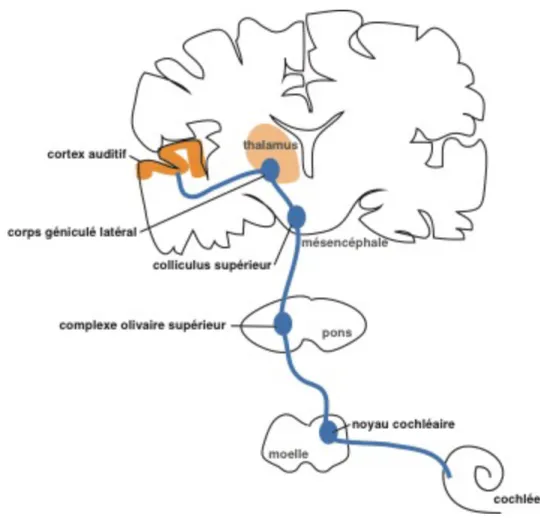 Figure  4  :  Représentation schématique des voies auditives issues de la cochlée et aboutissant au cortex  auditif  primaire