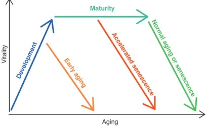 Figure 6 : Représentation schématique du modèle de vieillissement selon Hosokawa et al