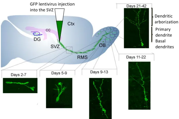 Figure 2: Les stades de maturation des nouveaux neurones du BO adulte. Par injection  dans  la  ZSV,  d’un  virus  porteur  du  gène  de  la  GFP,  on  peut  visualiser  tous  les  stades  de  maturation  des  nouveaux  neurones  du  BO  adulte