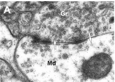 Figure 8: La synapse dendro-dendritique. Image de microscopie électronique à 