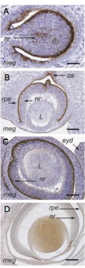 Figure 3 : Expression de la mégaline/lrp2 dans l’oeil en développement.  