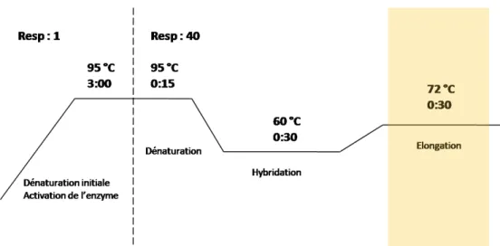 Figure 19 : Représentation d’un cycle de PCR avec les différentes étapes 
