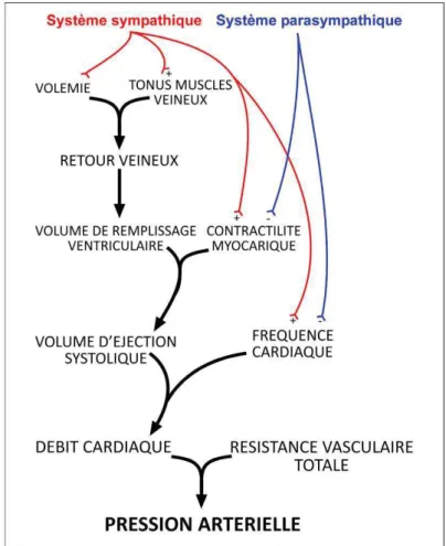 Figure 1 : Facteurs déterminants de la pression artérielle et leur modulation par le  système nerveux autonome 