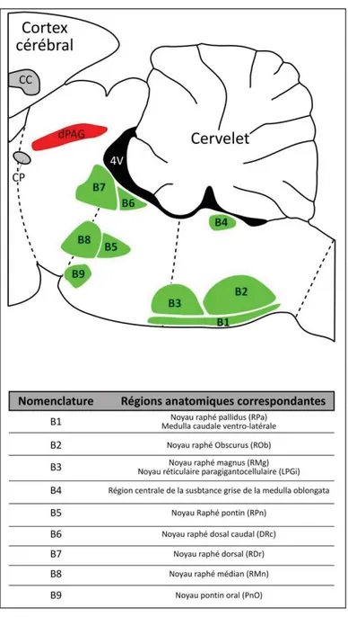 Figure 5 : Noyaux du raphé 