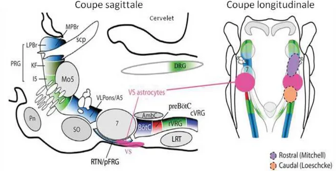 Figure 10: Anatomie des structures bulbaires impliquées dans le contrôle de la  respiration (Adapté de Seta et al